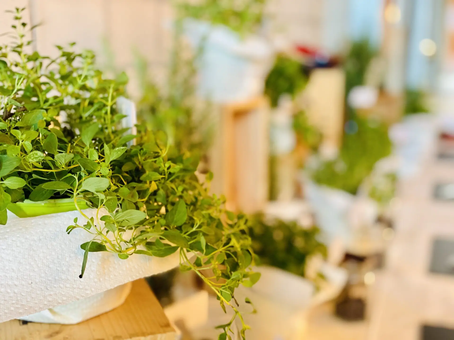 Plus Catering Egerkingen – Event- und Hochzeitscatering